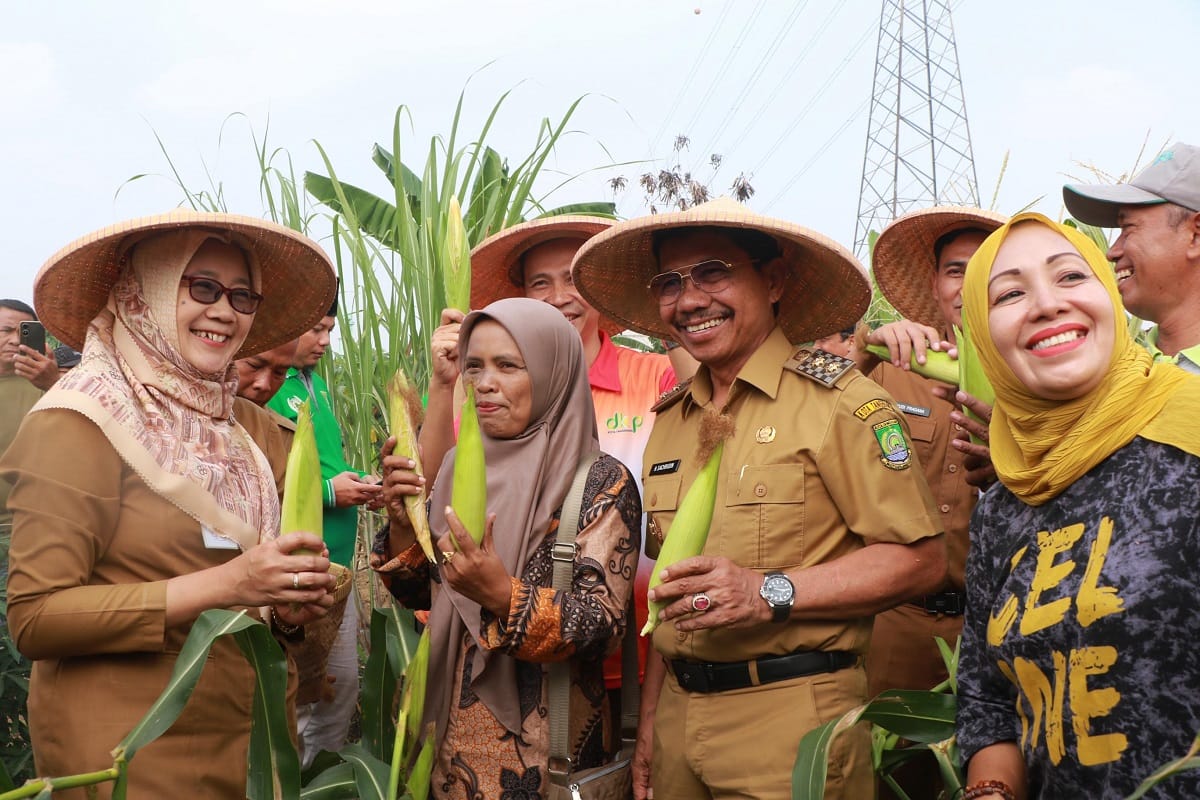 PANEN JAGUNG BERSAMA - WAKIL 6