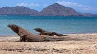 Ilustrasi. Foto Komodo. Foto oleh Jeffry Surianto: