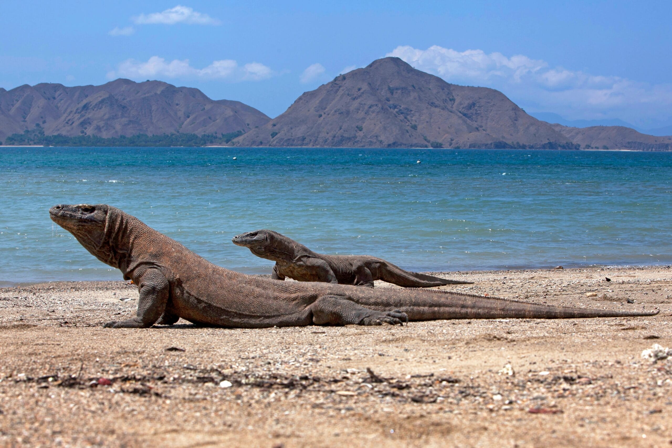 Ilustrasi. Foto Komodo. Foto oleh Jeffry Surianto: