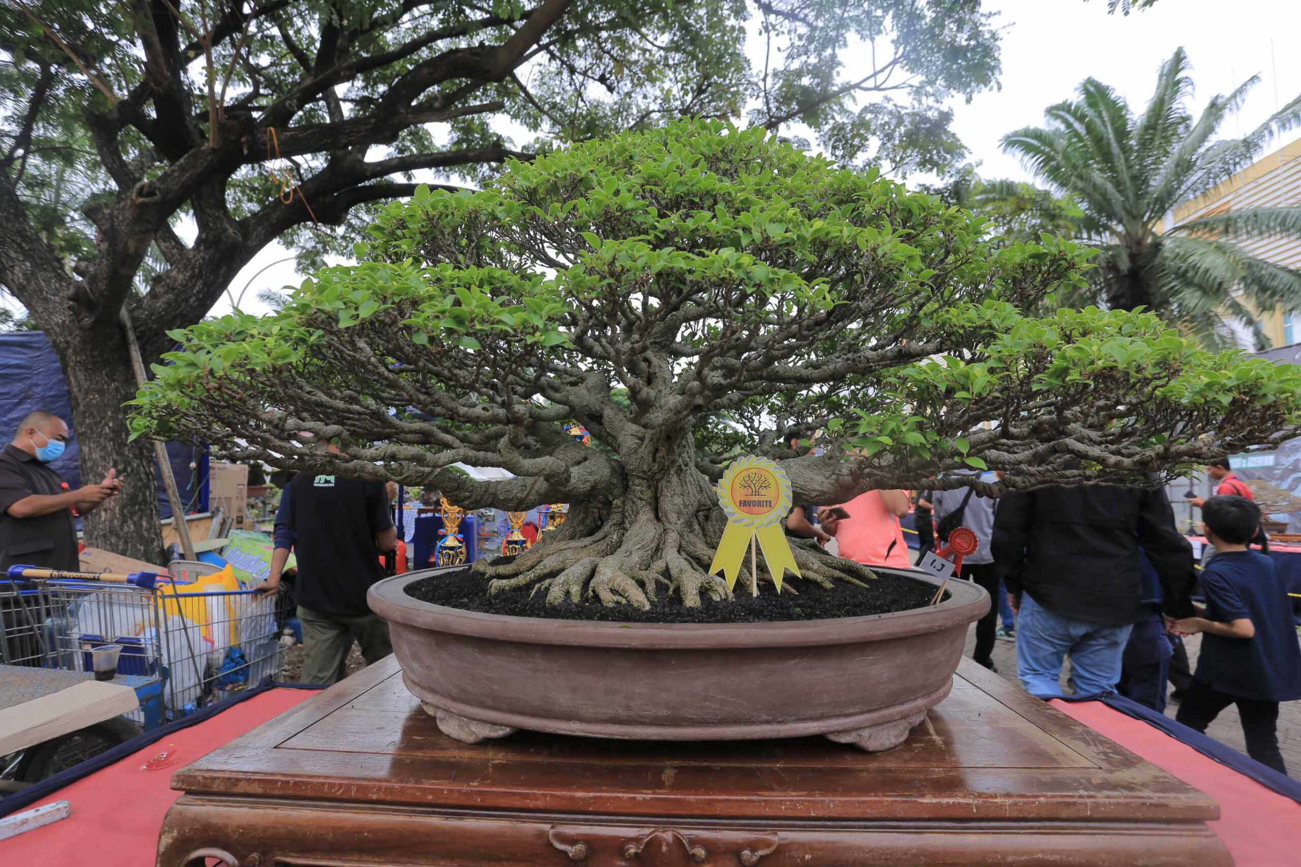 Bonsai Benteng Piala Wali Kota Tangerang