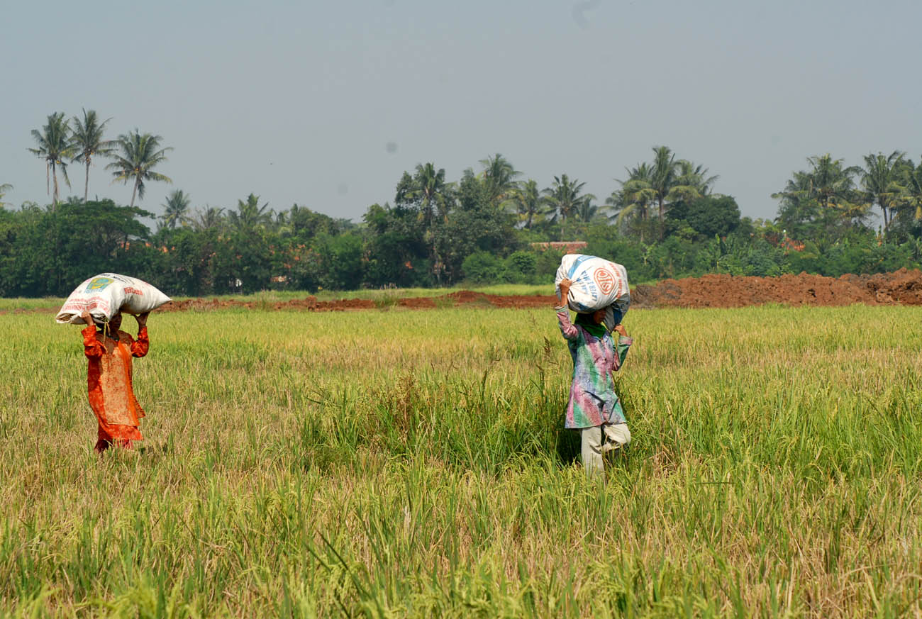 Petani di Kabupaten Tangerang