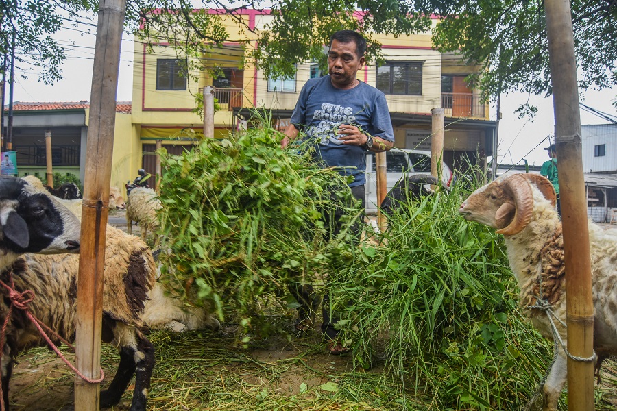 Penjual Hewan Kurban di Tangerang (1)