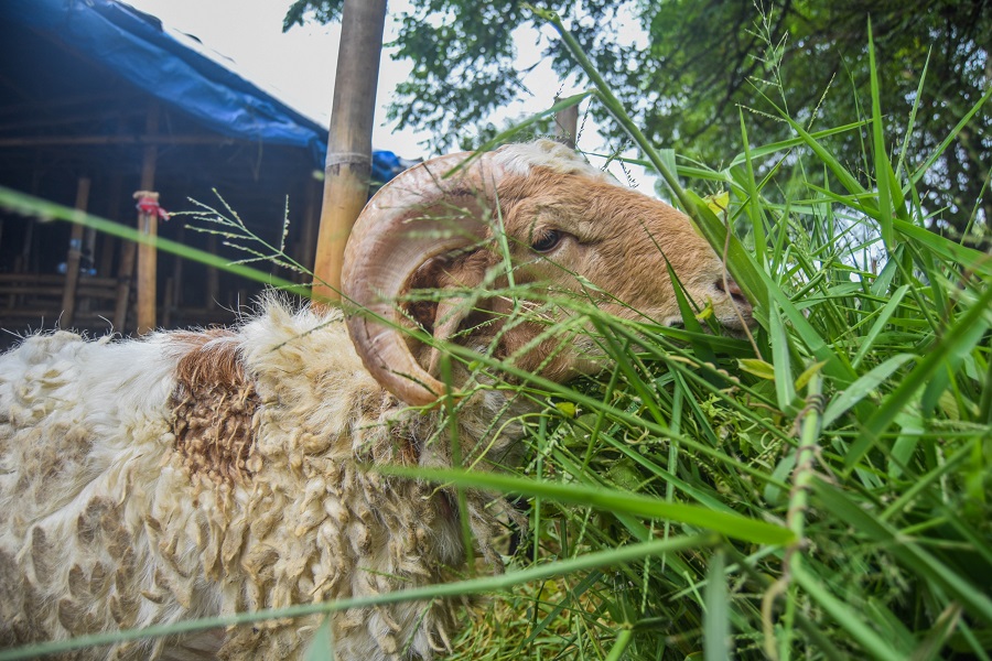 Penjual Hewan Kurban di Tangerang (2)