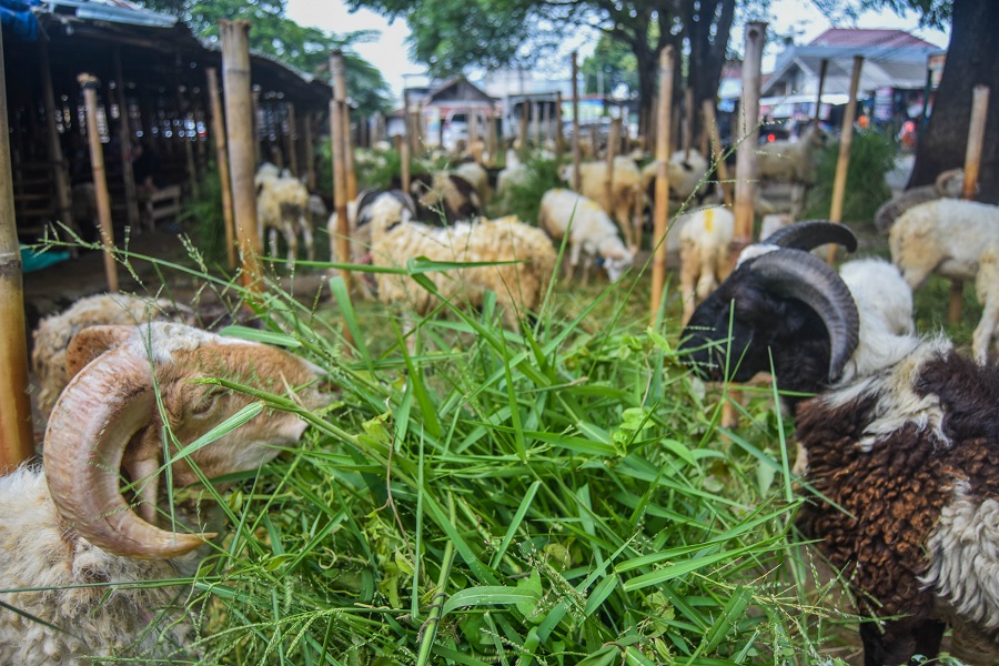 Penjual Hewan Kurban di Tangerang (4)