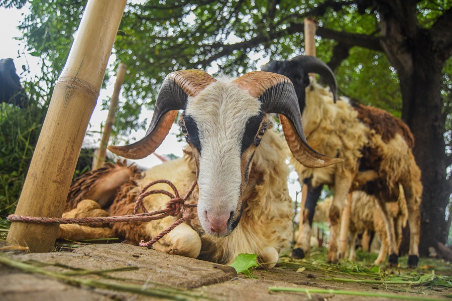 Penjual Hewan Kurban di Tangerang (5)