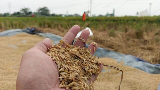 Kota Tangerang Hasilkan Padi Ribuan Ton dari 180 Hektar Lahan Pertanian