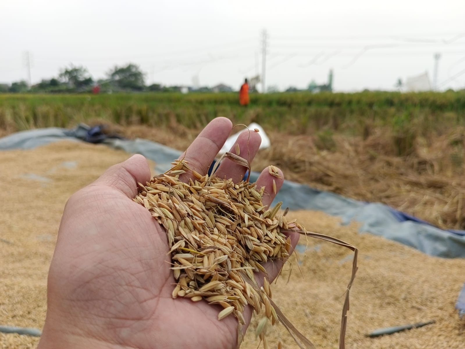 Kota Tangerang Hasilkan Padi Ribuan Ton dari 180 Hektar Lahan Pertanian
