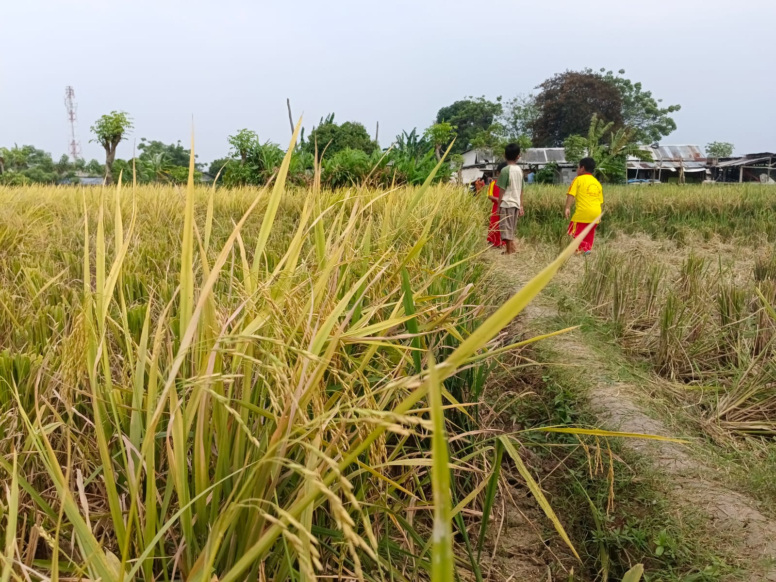 Dengan lahan pertanian padi seluas 180 hektar yang tersebar di berbagai kecamatan, Kota Tangerang terus mengoptimalkan produktivitas pertaniannya.