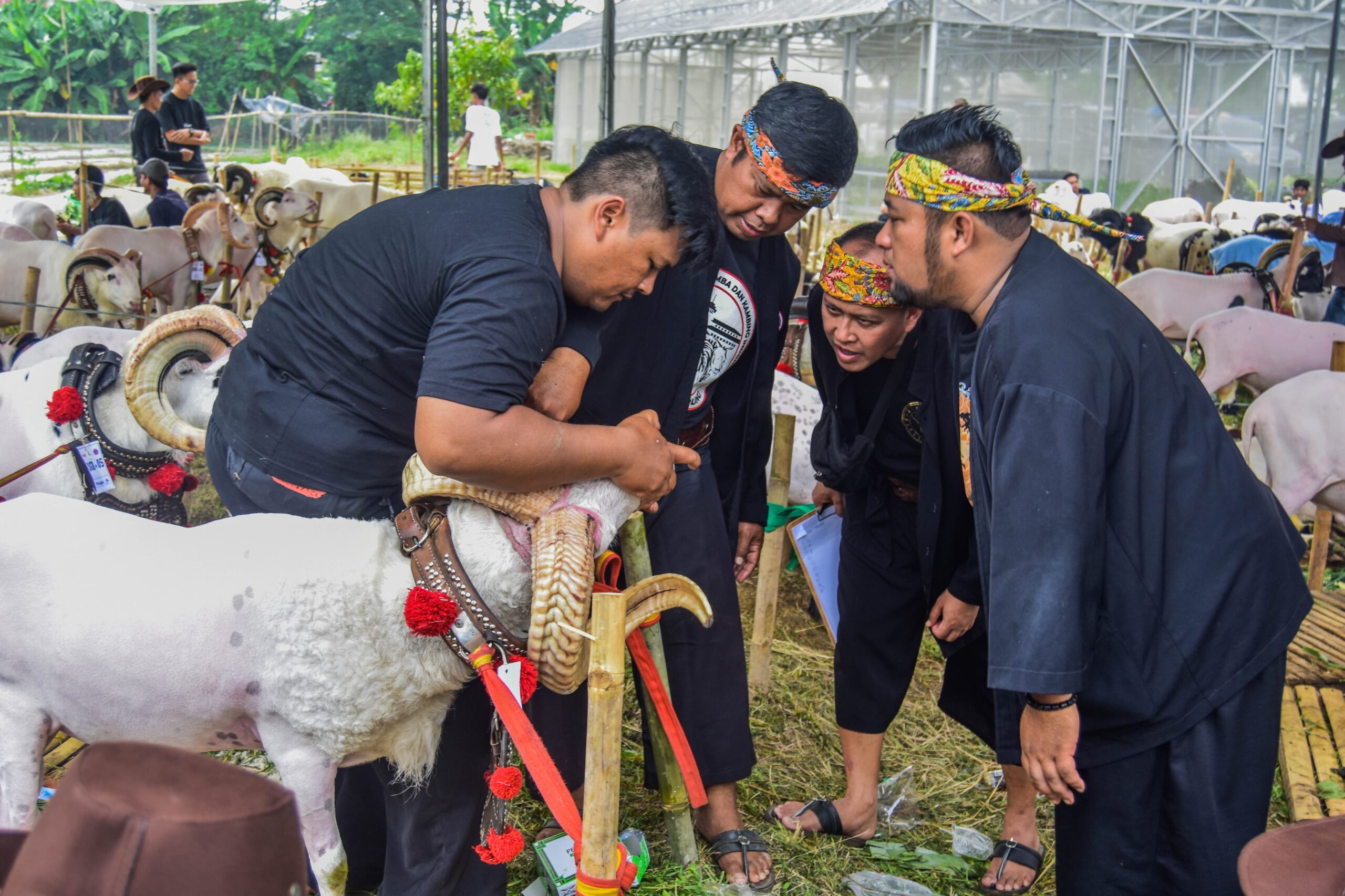 kontes domba dan ayam Kate (1)