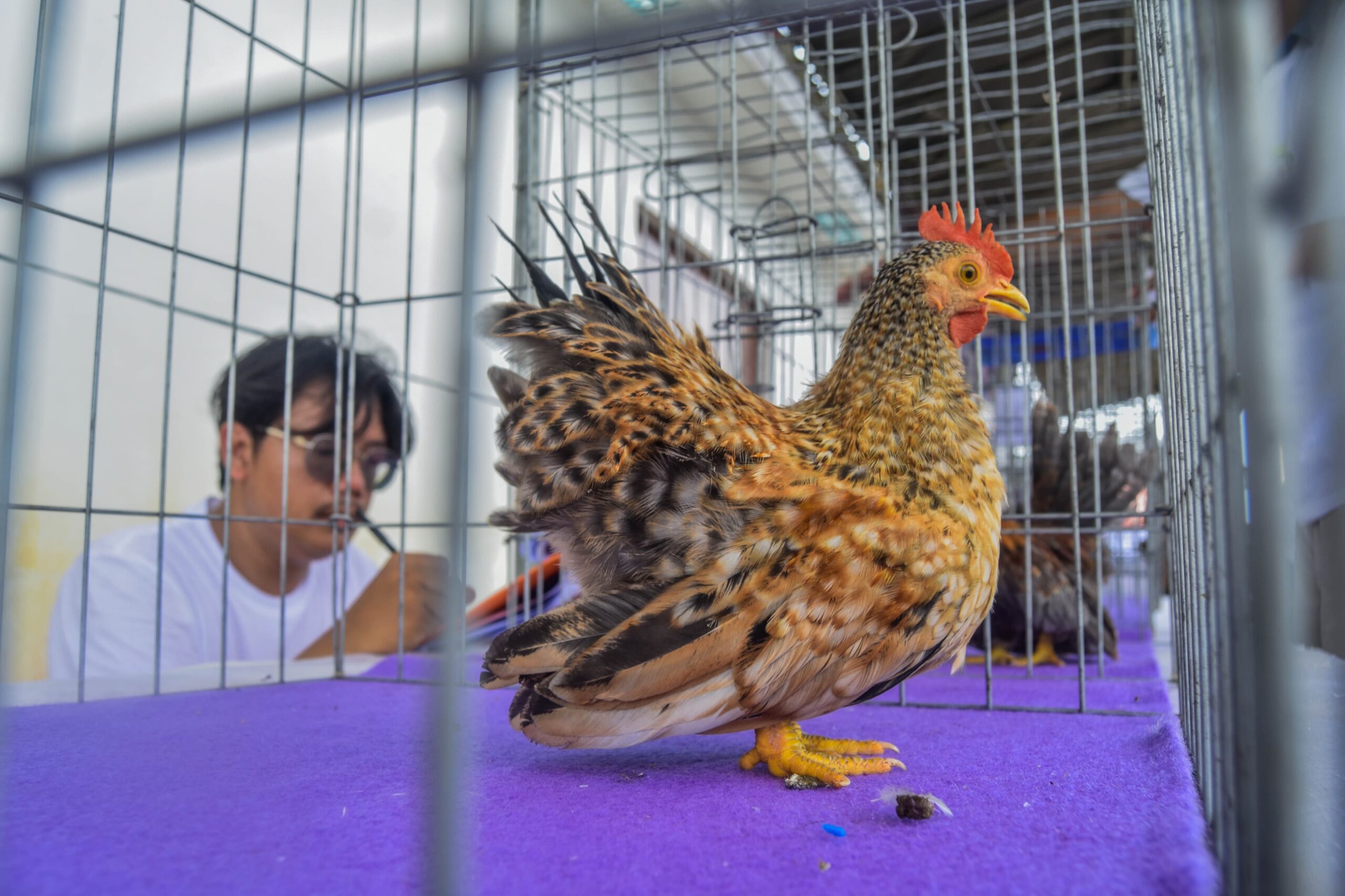 kontes domba dan ayam Kate (3)