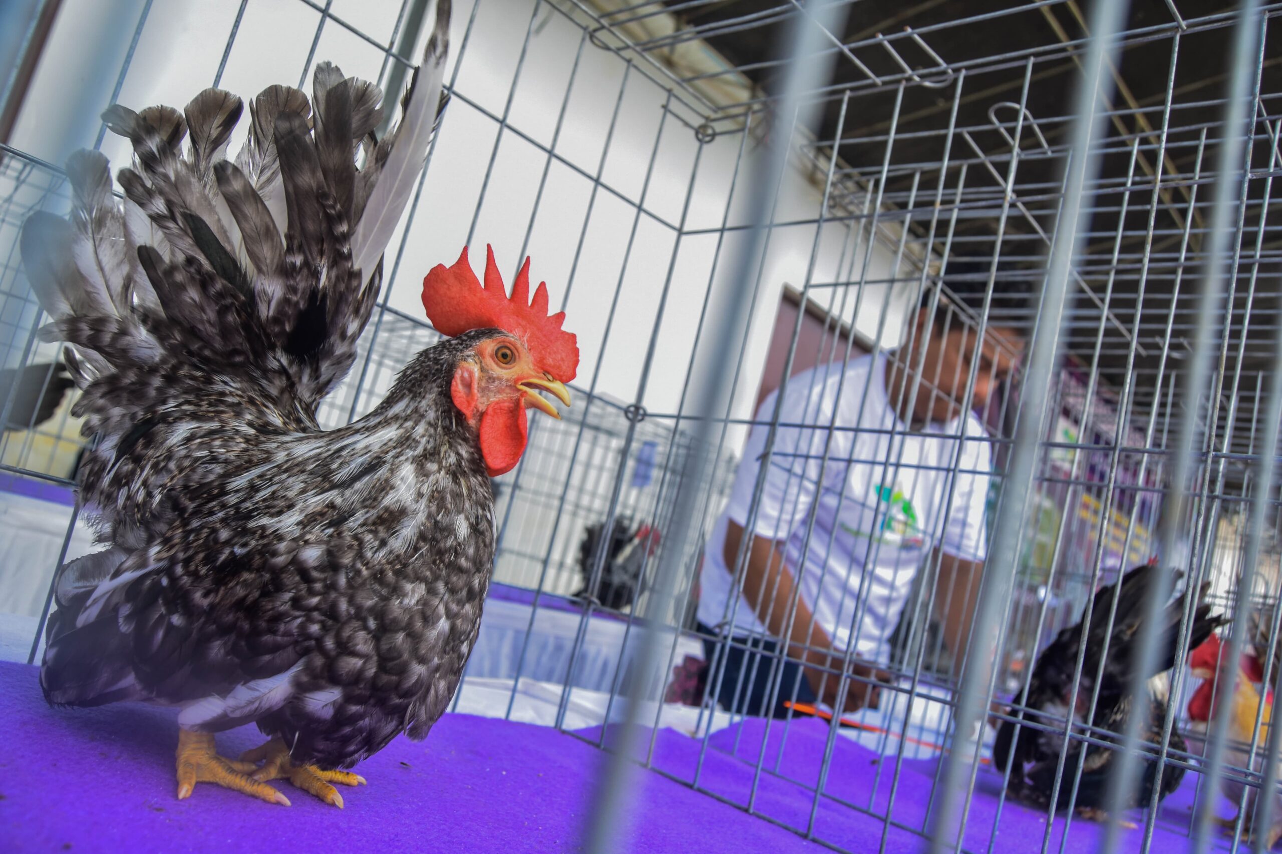 kontes domba dan ayam Kate (4)