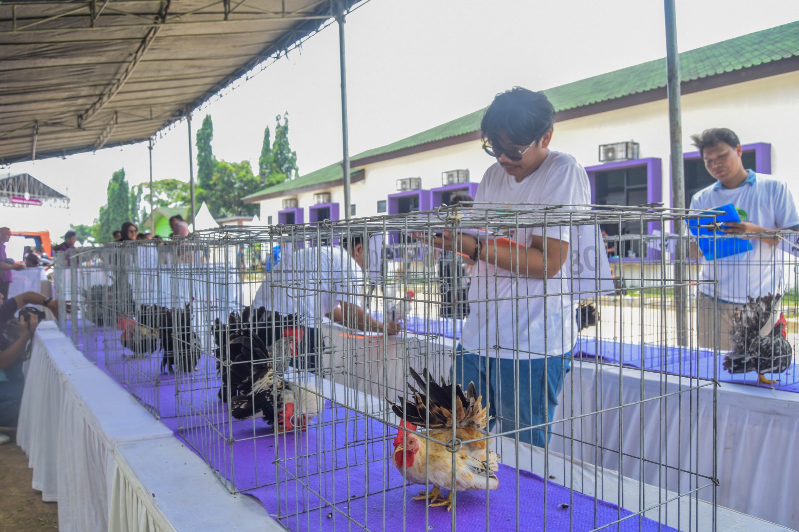 kontes domba dan ayam Kate (5)
