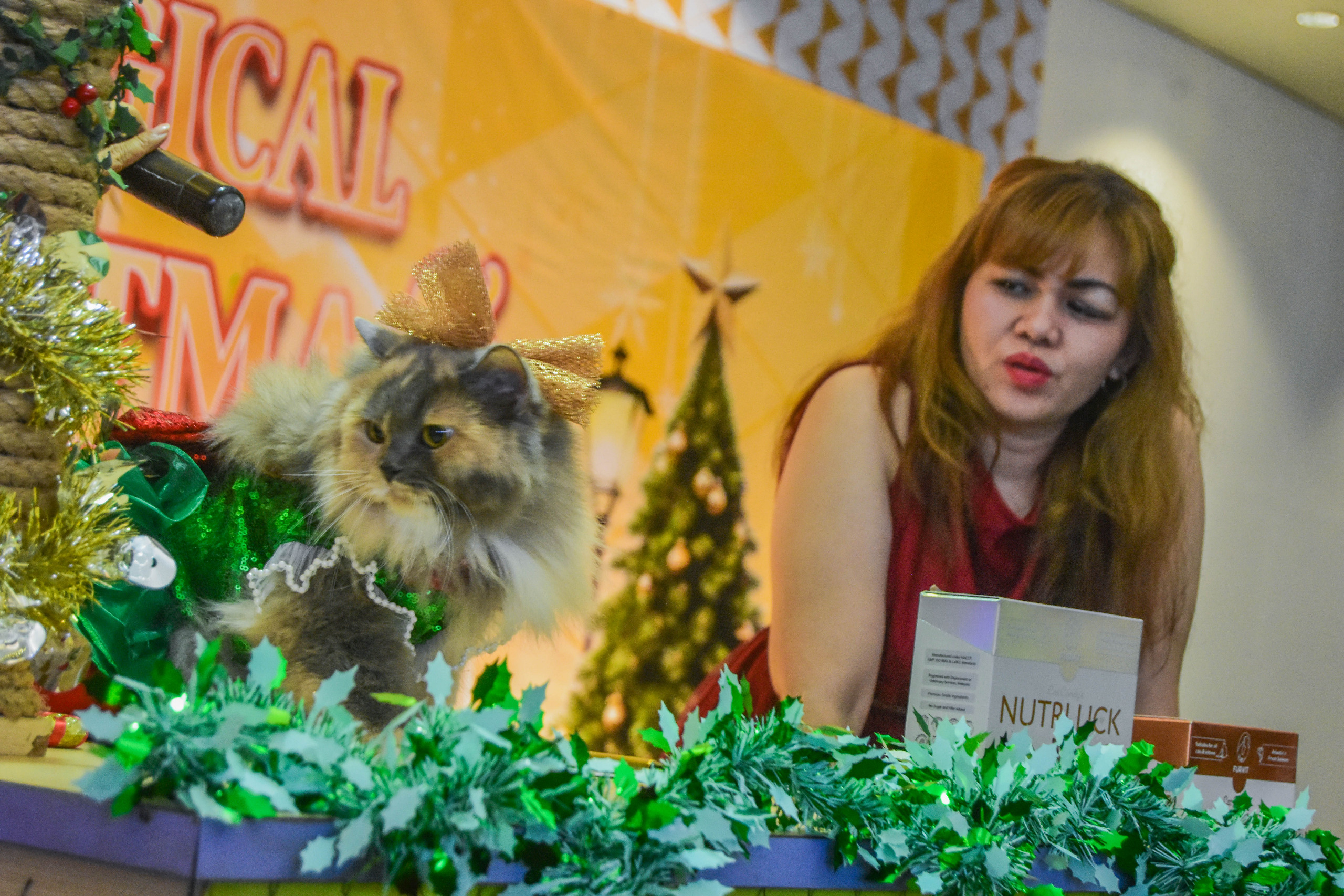 Kompetisi kucing di mall alam sutera (2)