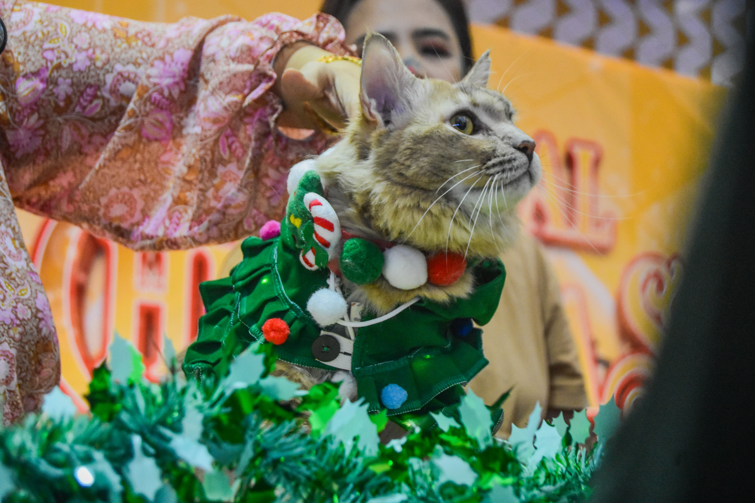 Kompetisi kucing di mall alam sutera (5)