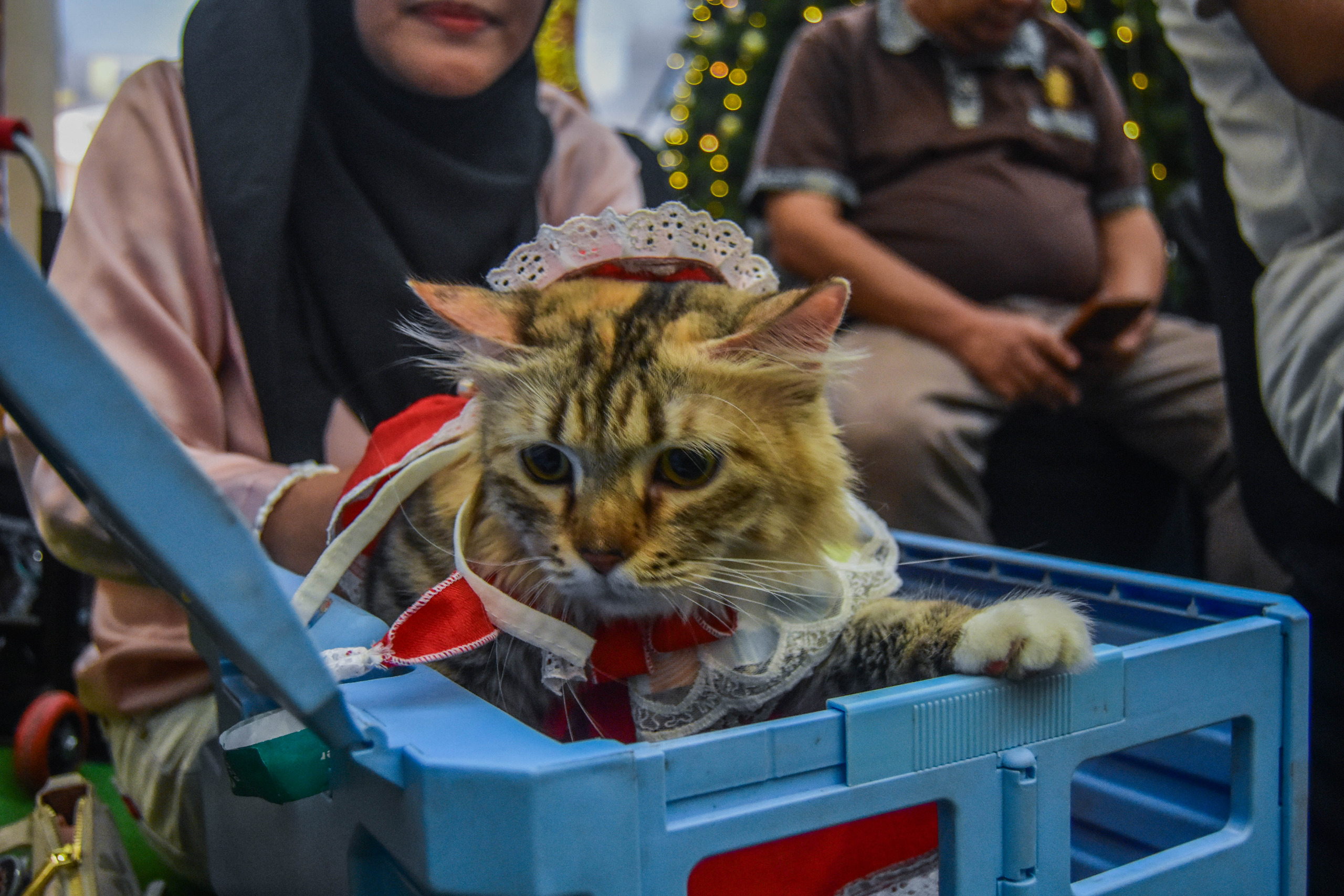 Kompetisi kucing di mall alam sutera (6)