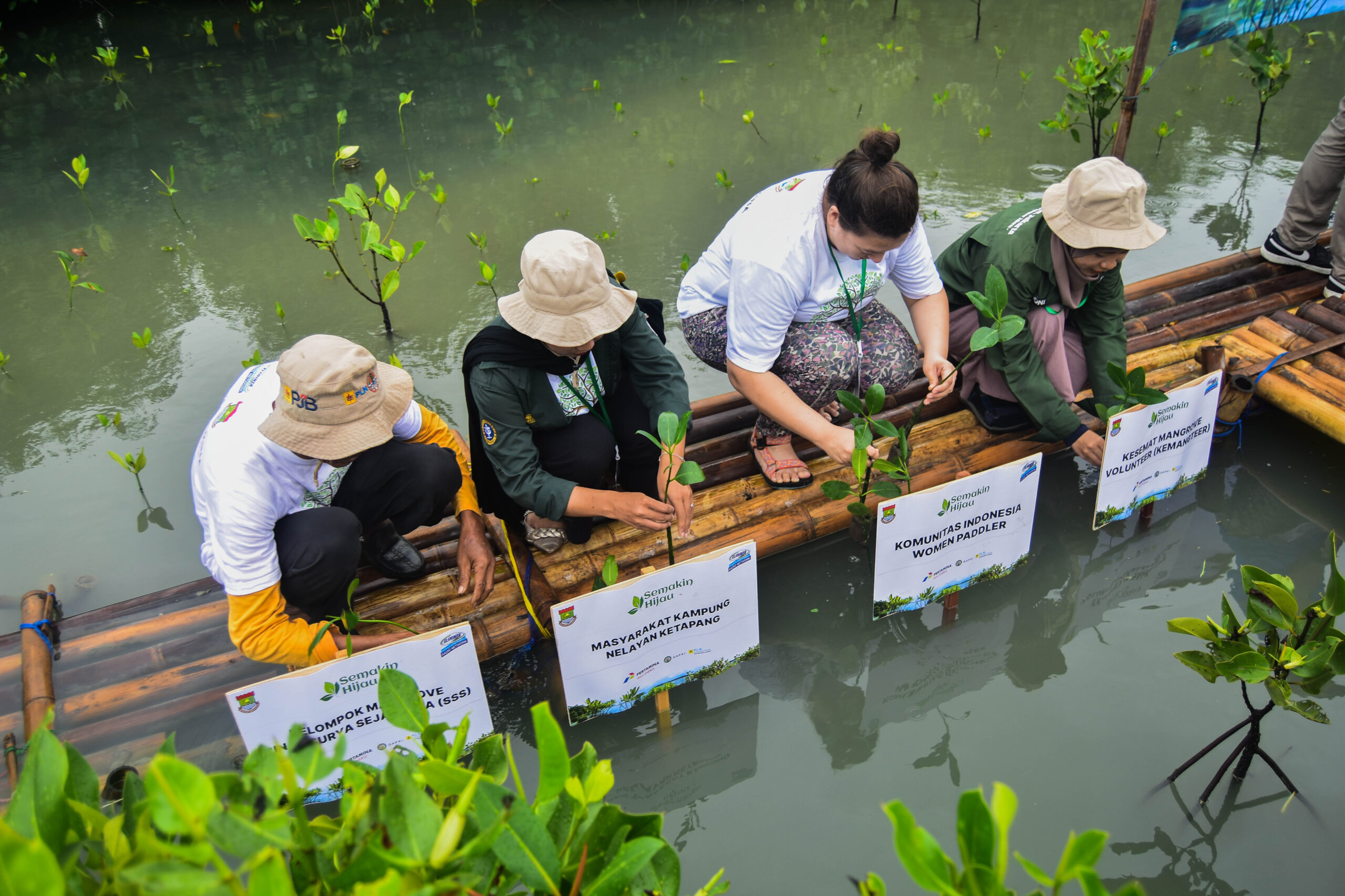 PENANAMAN MANGROVE-3