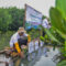 PENANAMAN MANGROVE-4