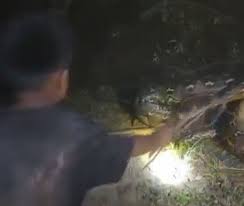 Bocah Pemberani di Sulsel Tangkap Ular Piton 7 Meter dengan Seutas Tali