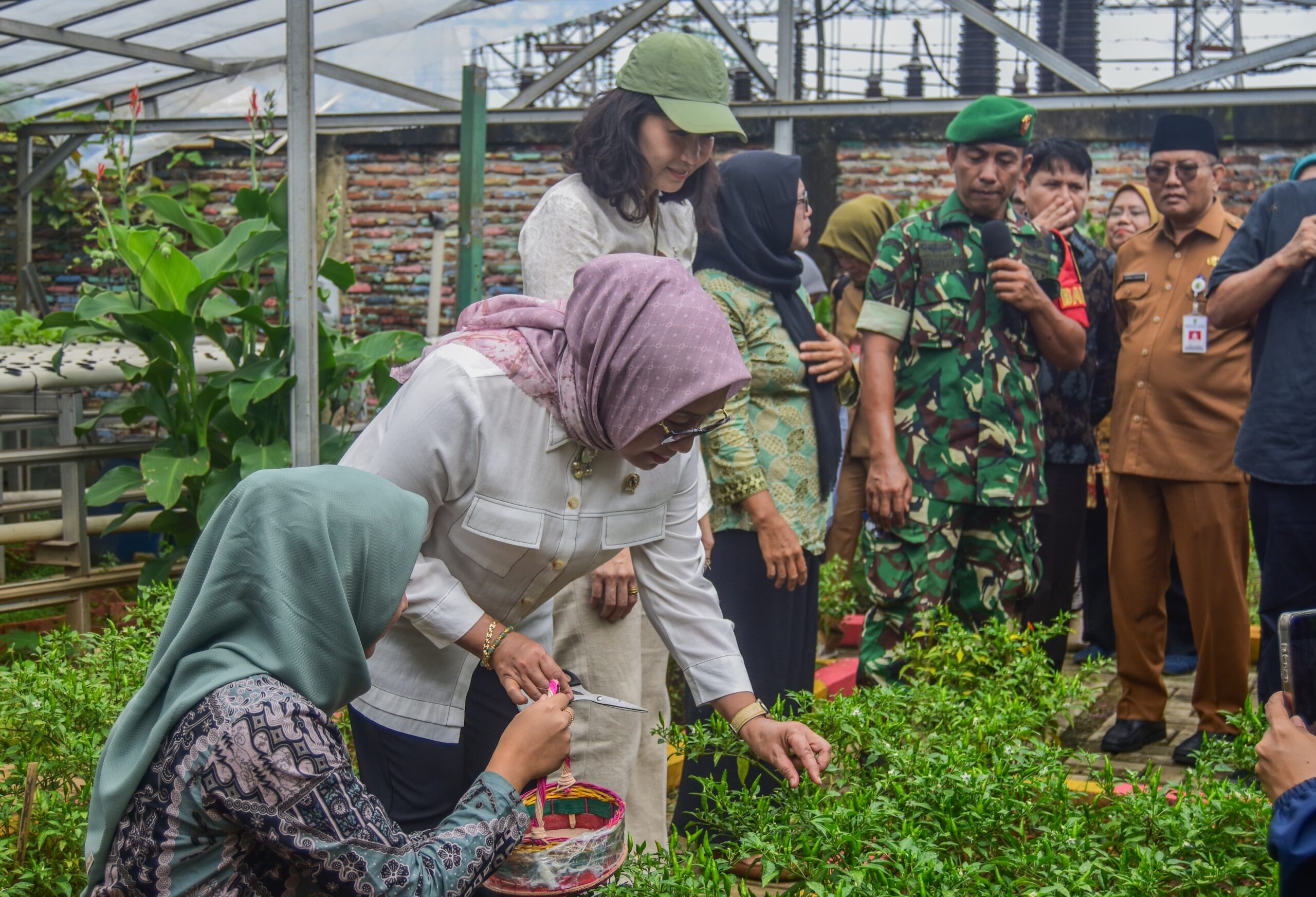 FOTO Panen Pacoy di Jimpitan KB2 Bersama Menteri PPPA Arifah Fauzi (1)