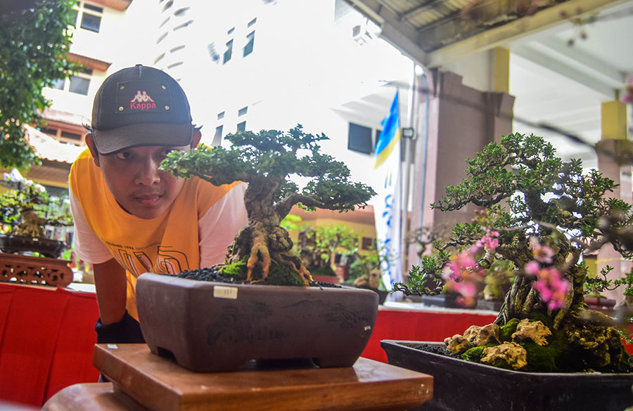kontes bonsai (1)
