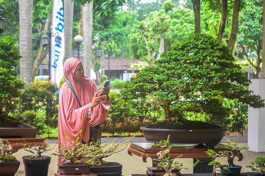 kontes bonsai (2)