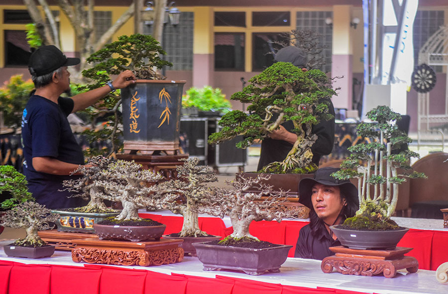 kontes bonsai (5)