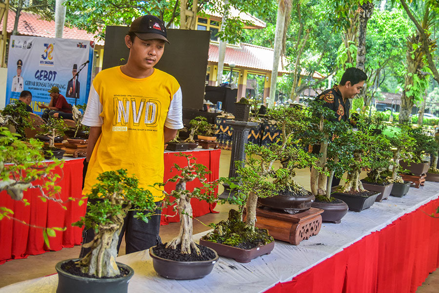 kontes bonsai (6)