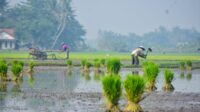Gagal Panen Akibat Banjir? Petani di Banten Bisa Ajukan Bantuan Benih Gratis, Ini Caranya