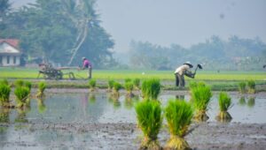 Gagal Panen Akibat Banjir? Petani di Banten Bisa Ajukan Bantuan Benih Gratis, Ini Caranya