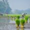 Gagal Panen Akibat Banjir? Petani di Banten Bisa Ajukan Bantuan Benih Gratis, Ini Caranya