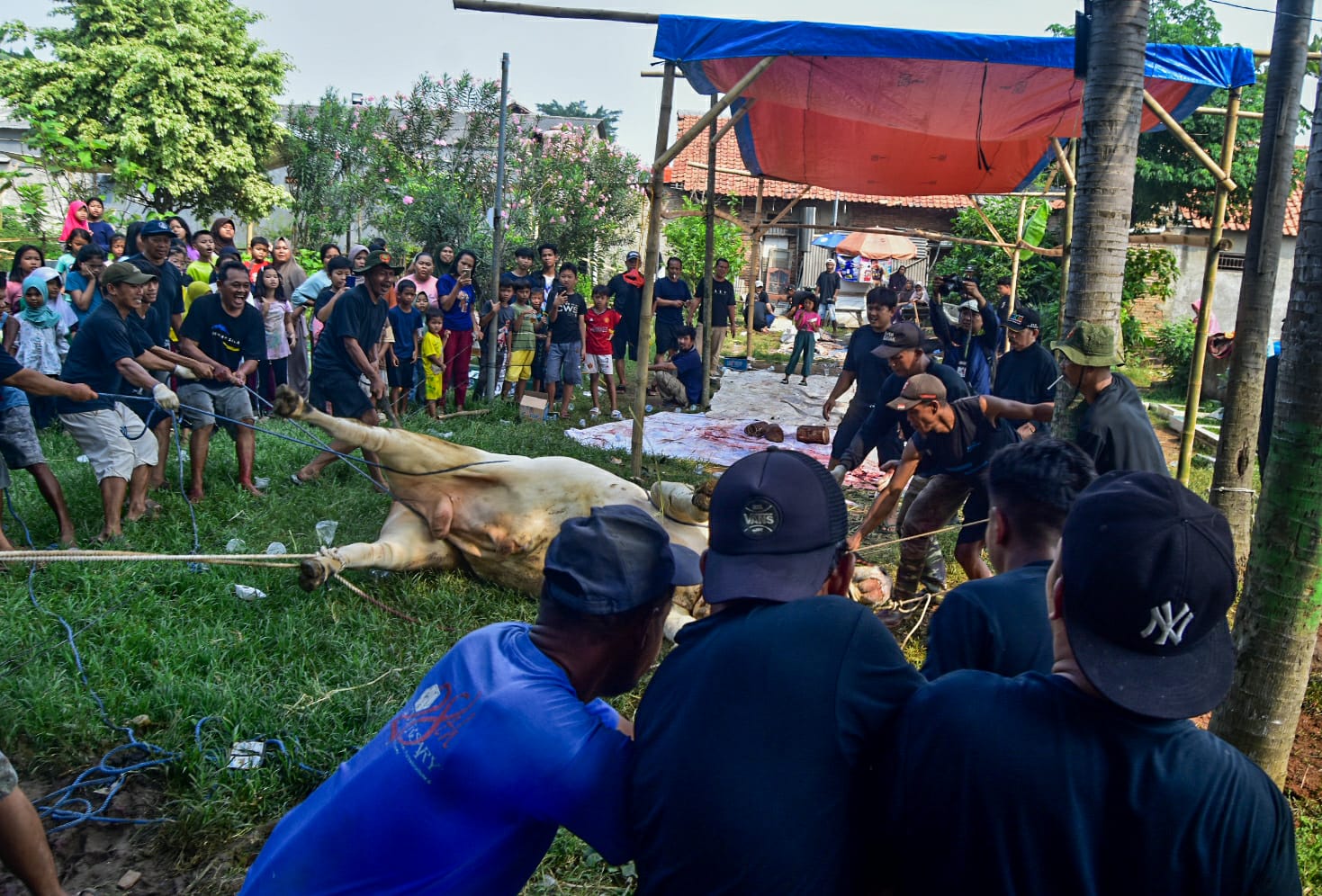 FOTO : Penyembelihan Sapi Qurban Presiden Prabowo di Kota Tangerang