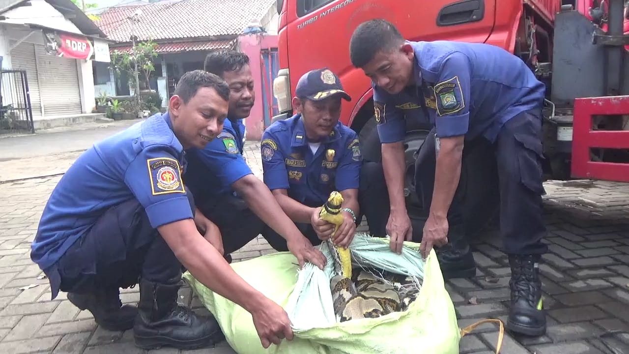 Damkar Ciledug Evakuasi Ular Piton Sepanjang 8 Meter dari Gudang Warga