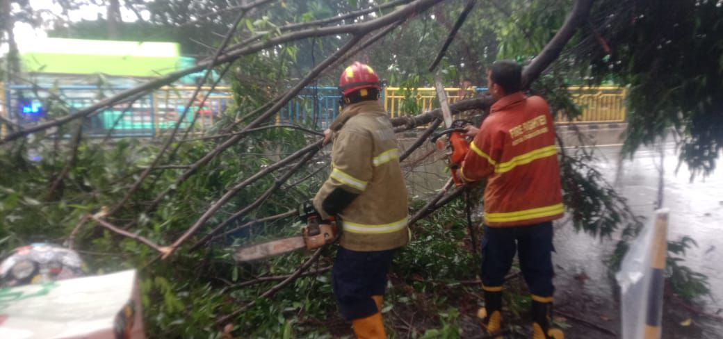 Dua Pohon Tumbang dalam Sehari di Kota Tangerang