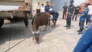 Sapi Kurban Lepas Damkar Cibodas Kirim 13 Personel untuk Mengkapnya