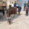 Sapi Kurban Lepas Damkar Cibodas Kirim 13 Personel untuk Mengkapnya