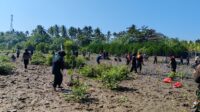 Tanam 1.000 Mangrove, Mapala dan Sispala Banten Perkuat Mitigasi Abrasi dan Tsunami