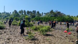 Tanam 1.000 Mangrove, Mapala dan Sispala Banten Perkuat Mitigasi Abrasi dan Tsunami