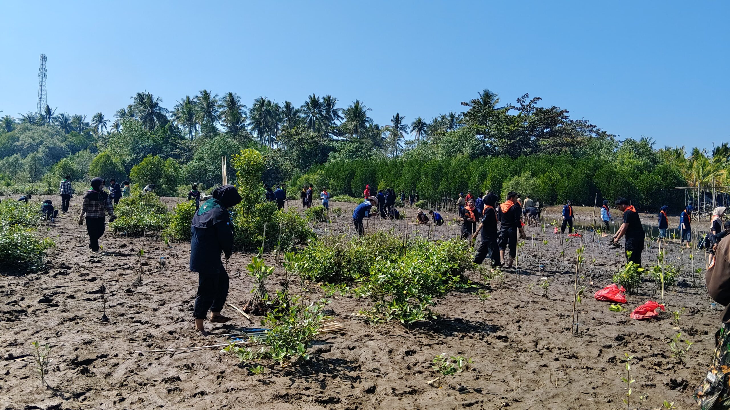Tanam 1.000 Mangrove, Mapala dan Sispala Banten Perkuat Mitigasi Abrasi dan Tsunami