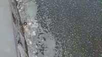 Buih Misterius Muncul di Situ Cangkring Usai Ribuan Ikan Mati, Warga Soroti Titik Sampel Air