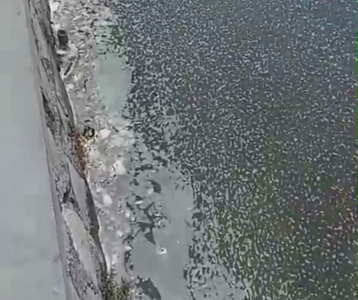 Buih Misterius Muncul di Situ Cangkring Usai Ribuan Ikan Mati, Warga Soroti Titik Sampel Air
