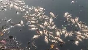 Ribuan Ikan Mati di Situ Cangkring, DLH Kota Tangerang Turunkan Tim untuk Investigasi