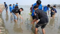 Cegah Abrasi di Pesisir Utara Tangerang Mahasiswa HIMAKOM UBD Bersama Warga Tanam Ratusan Mangrove